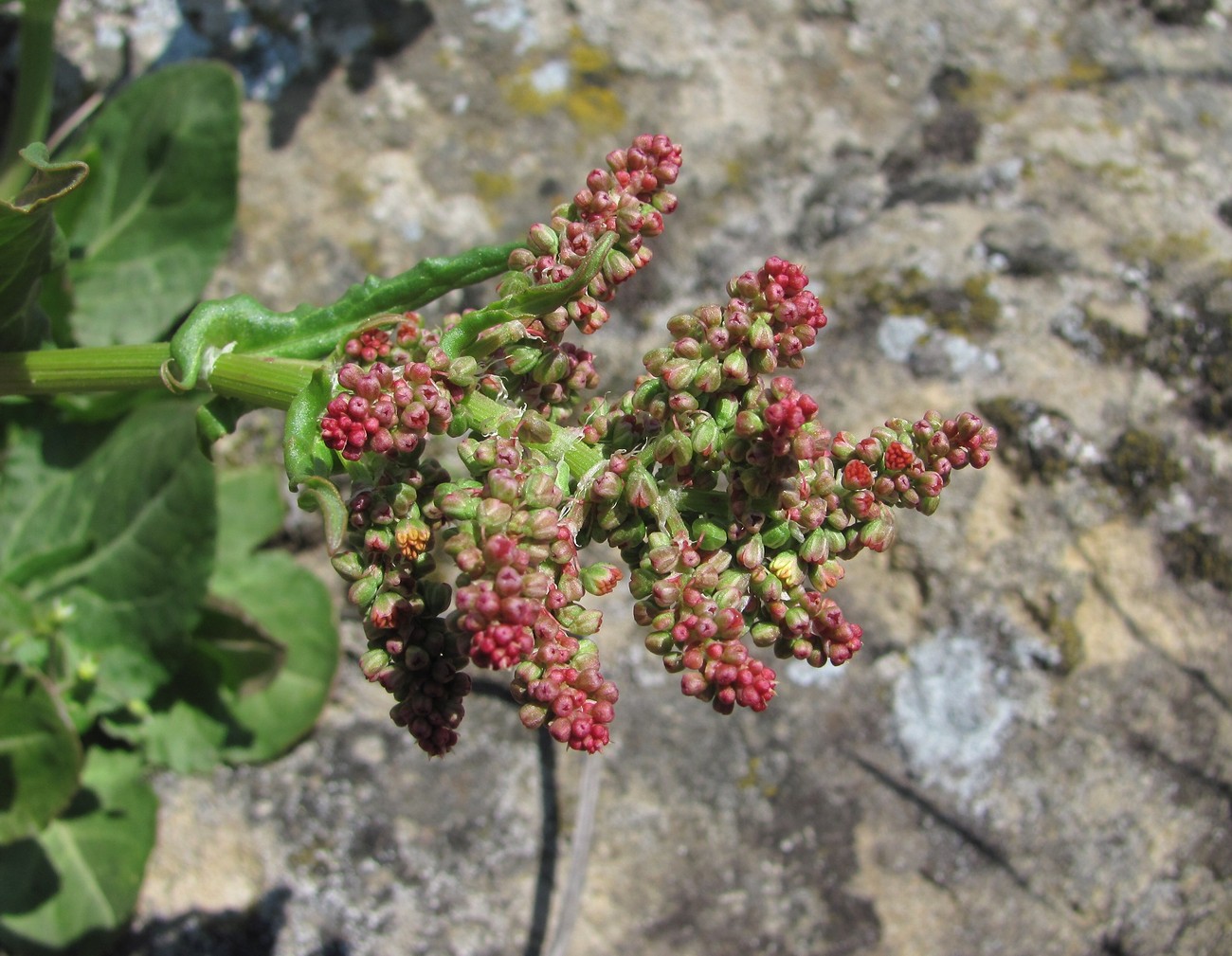 Image of Rumex acetosa specimen.