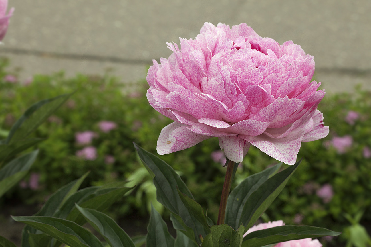 Image of Paeonia lactiflora specimen.