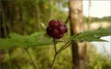Rubus caesius. Созревающий плод. Чувашия, окр. г. Шумерля, берег р. Сура ниже Чёрной речки. 9 июля 2008 г.