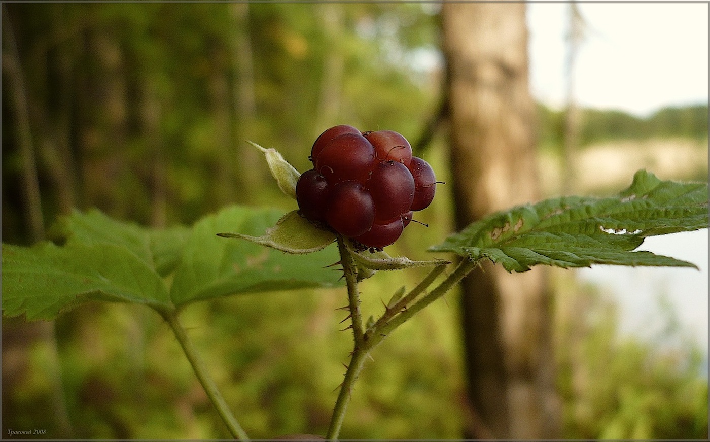 Изображение особи Rubus caesius.