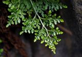 genus Asplenium. Верхушка вайи. Сербия, национальный парк Тара, плоскогорье Равна Тара, западный берег оз. Заовине, сосновый лес, на скале. 11.07.2019.
