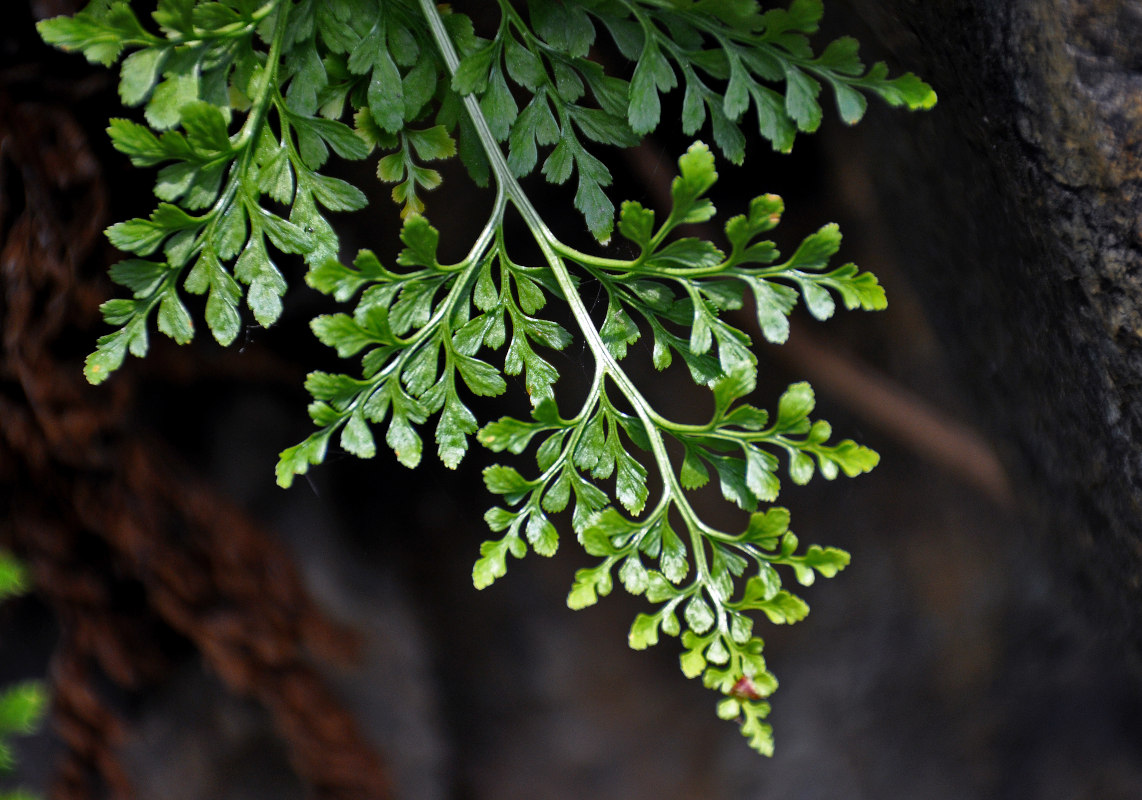 Изображение особи род Asplenium.