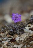 Scabiosa lachnophylla. Цветущее растение. Приморский край, окр. Рудной Пристани, скалы у моря. 26.10.2019.