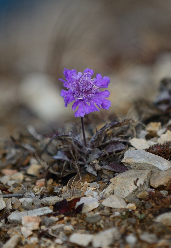 Image of Scabiosa lachnophylla specimen.