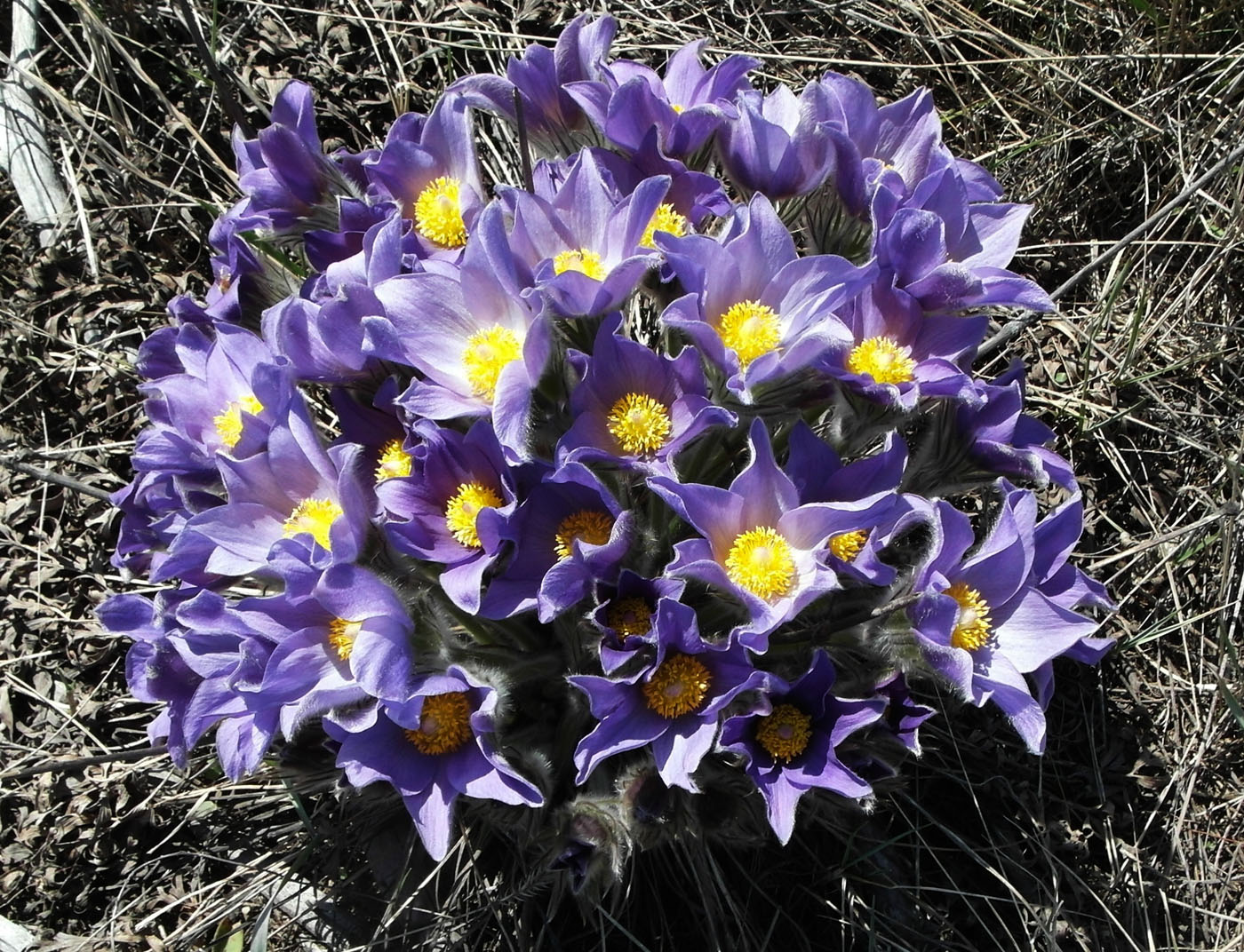 Изображение особи Pulsatilla multifida.