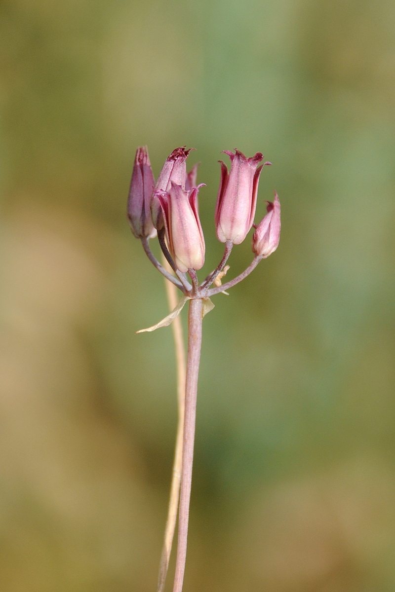 Image of Allium kujukense specimen.