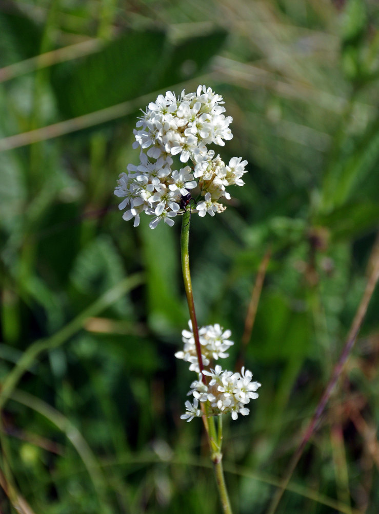 Изображение особи Silene sendtneri.