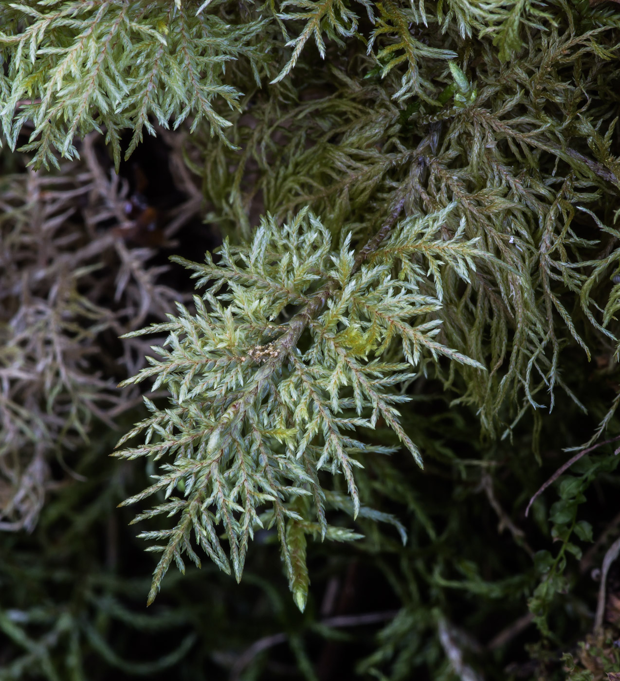 Изображение особи Hylocomium splendens.