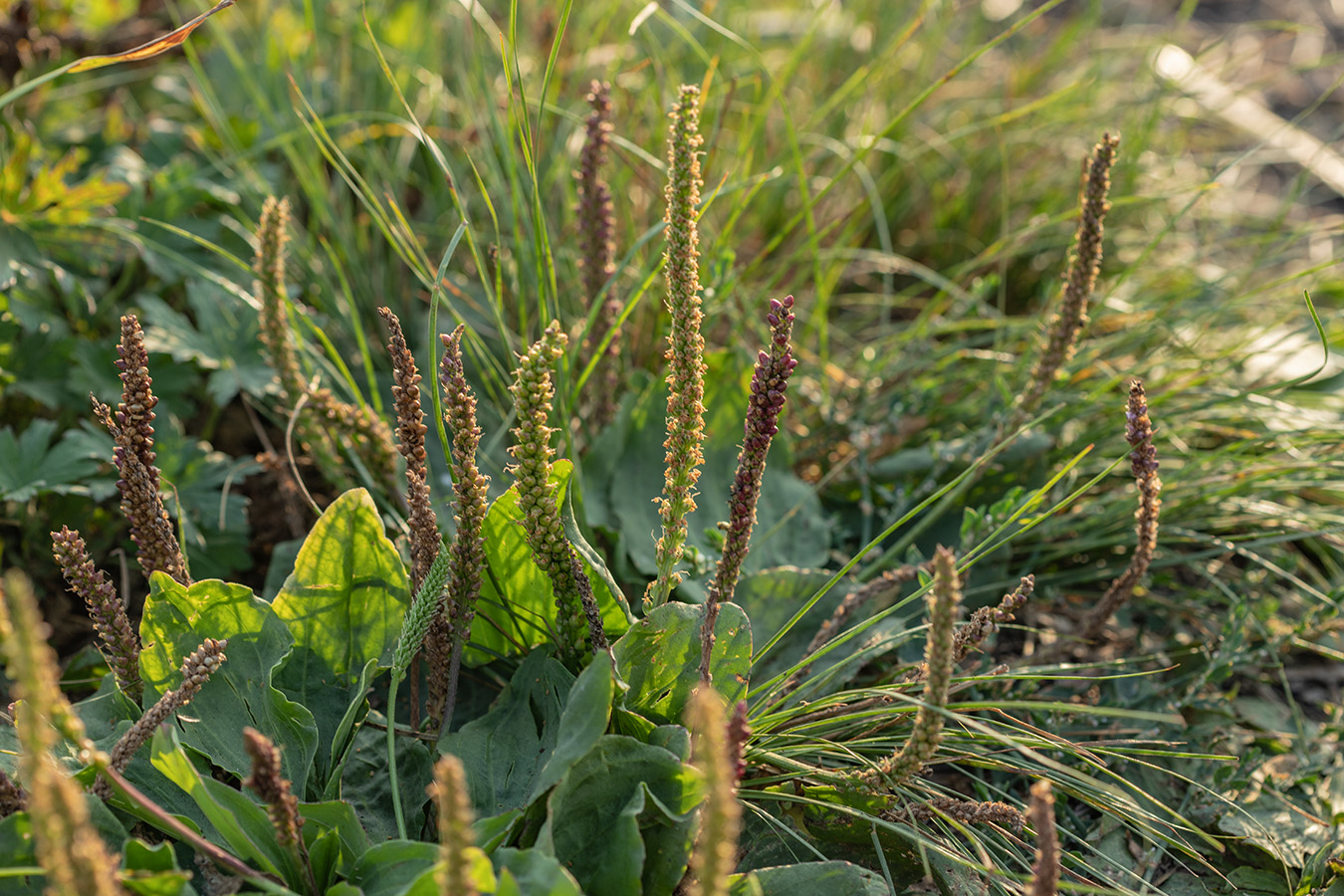 Изображение особи Plantago major.