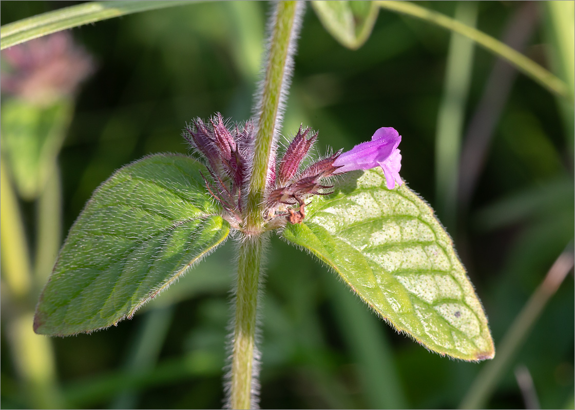 Image of Clinopodium vulgare specimen.