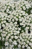 Heracleum sosnowskyi. Цветки. Карельский перешеек, окр. Сертолово, на краю поля. 08.07.2019.