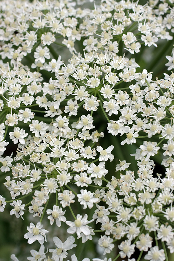 Изображение особи Heracleum sosnowskyi.