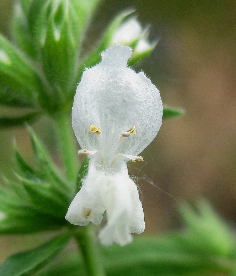 Image of Stachys annua specimen.