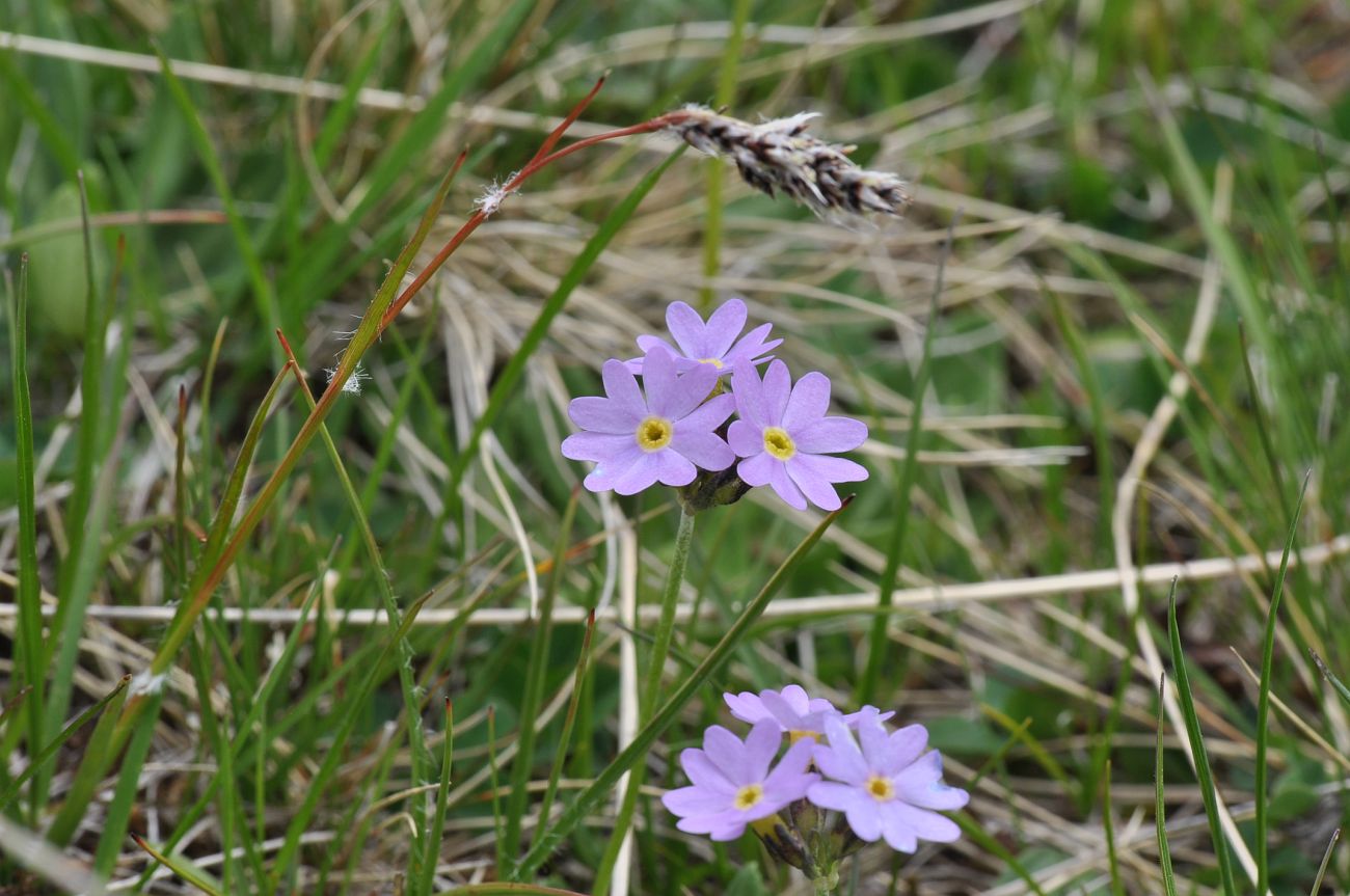 Image of Primula algida specimen.