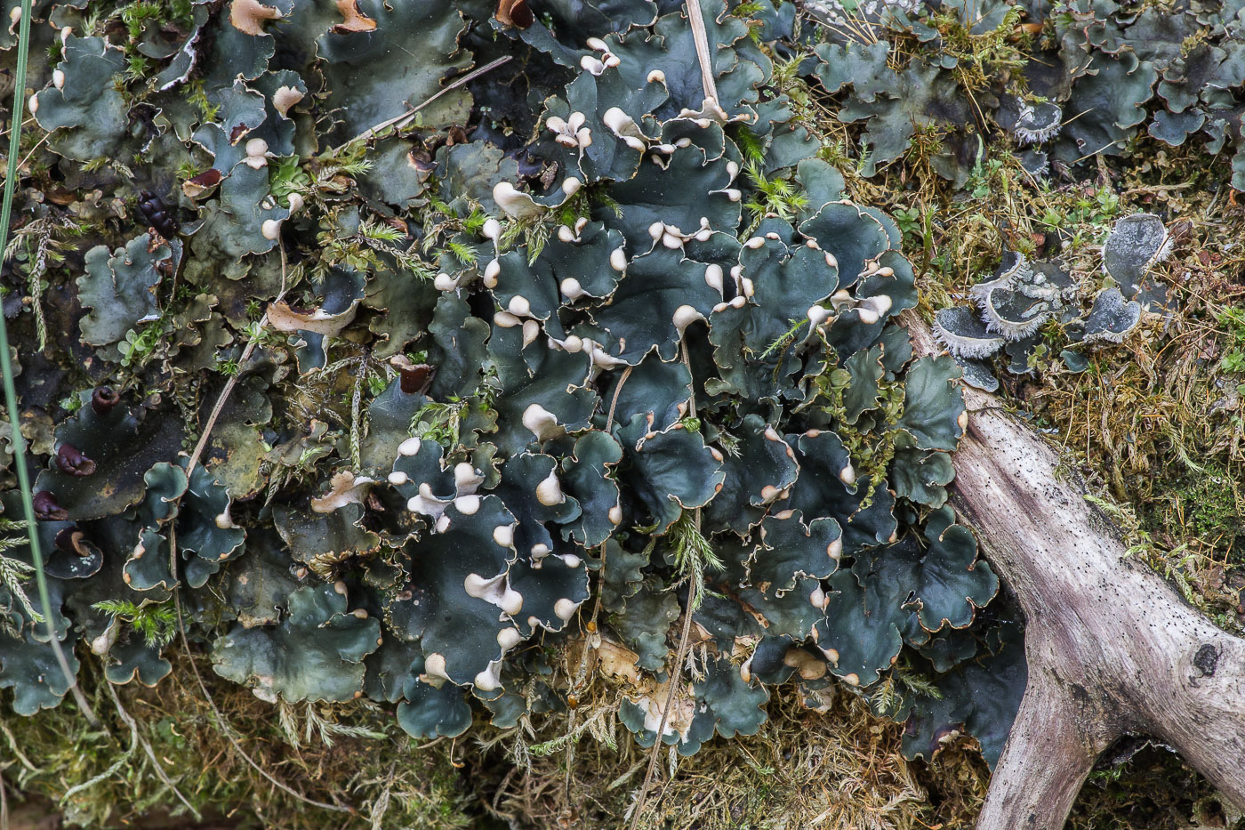 Image of Peltigera polydactylon specimen.