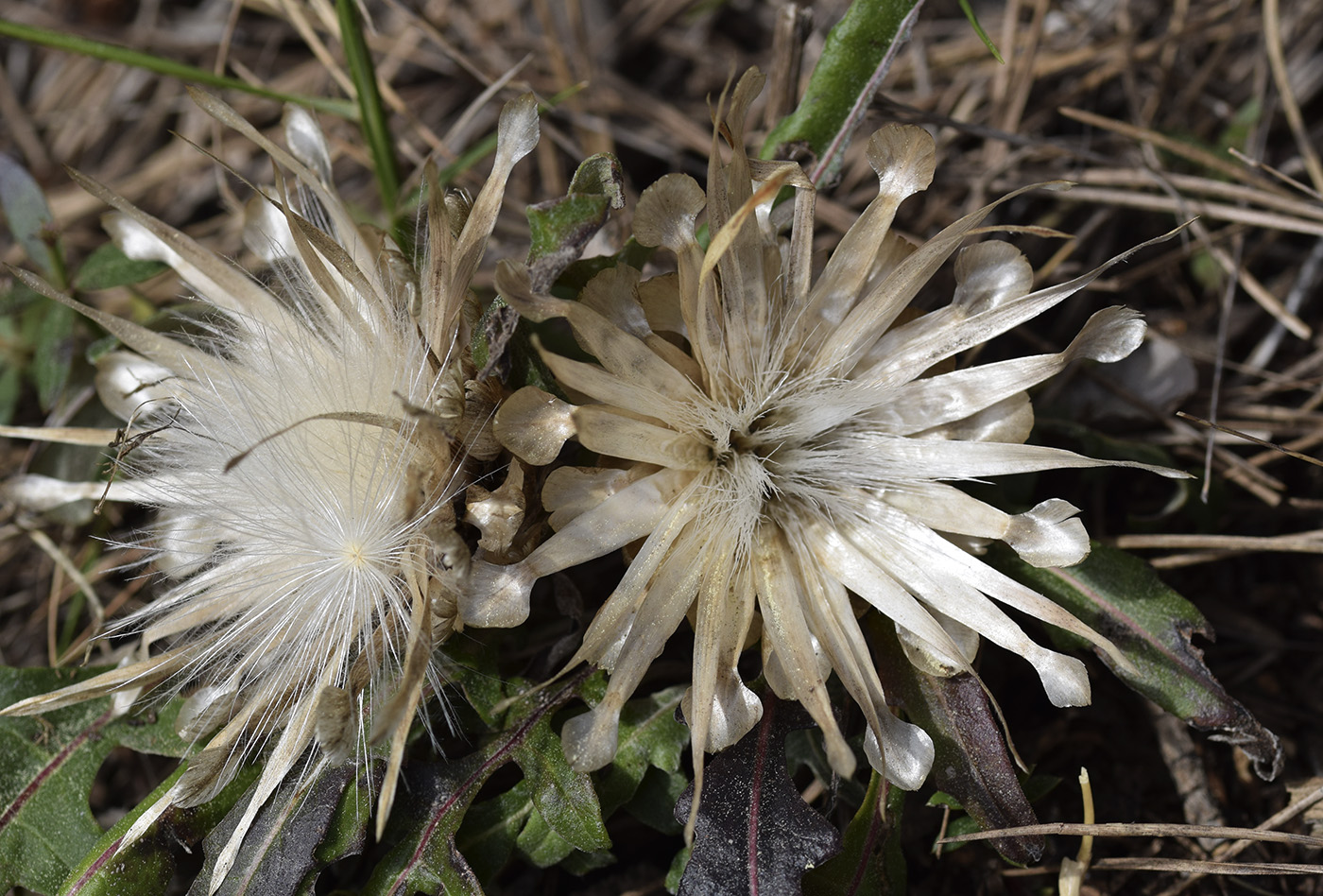 Image of Rhaponticum coniferum specimen.