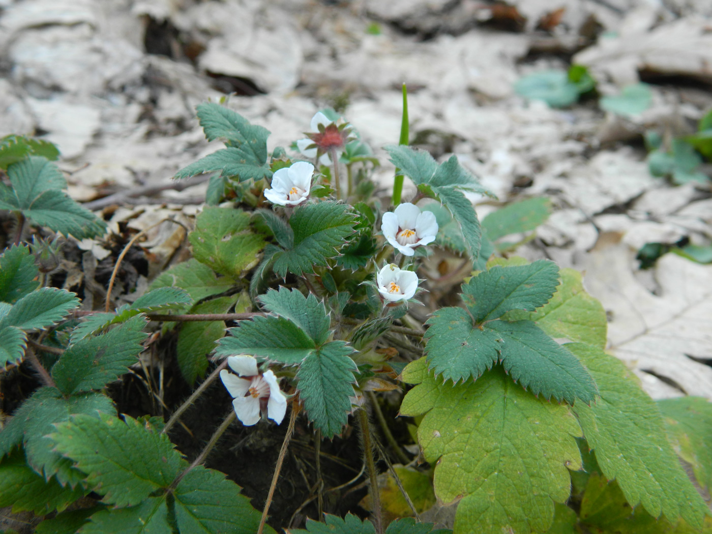 Image of Potentilla micrantha specimen.