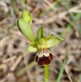 Ophrys подвид israelitica