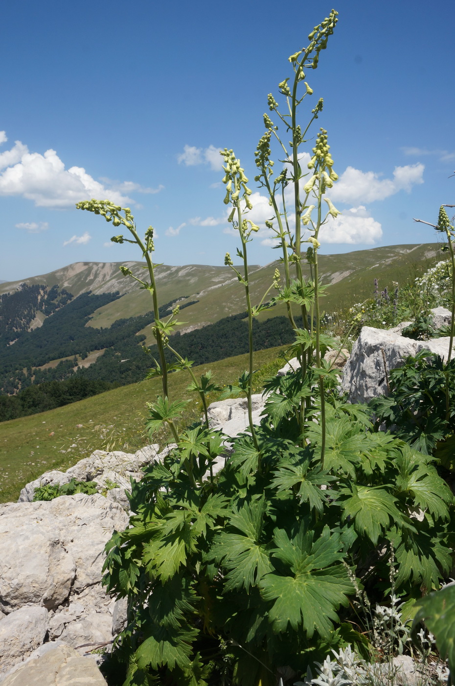 Изображение особи Aconitum lasiostomum.