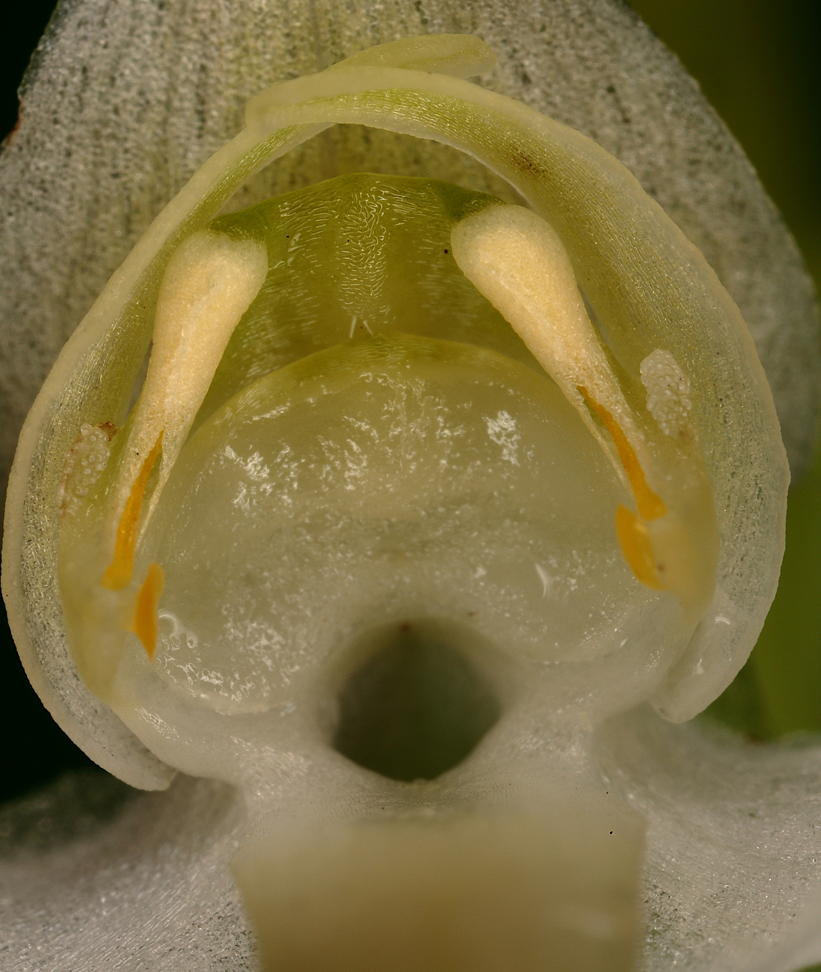 Изображение особи Platanthera chlorantha.