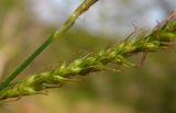 Carex sylvatica