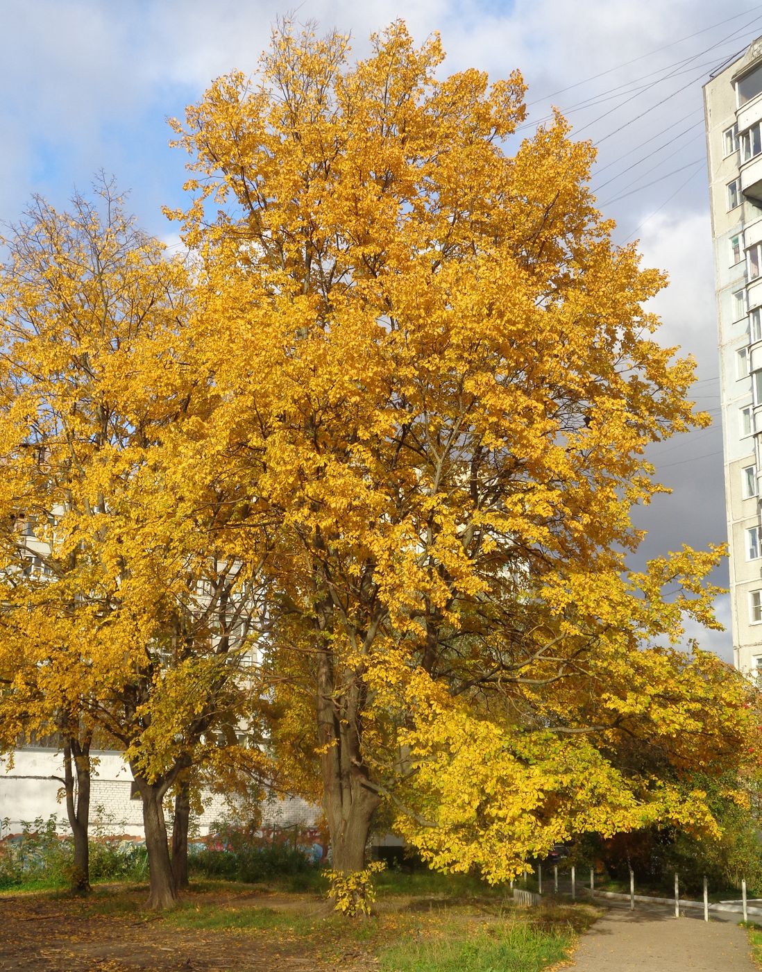 Изображение особи Ulmus laevis.