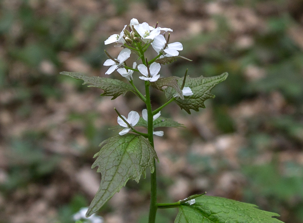 Image of Alliaria petiolata specimen.