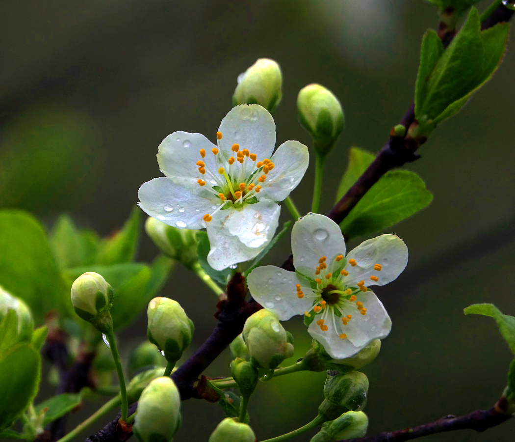 Image of Prunus domestica specimen.