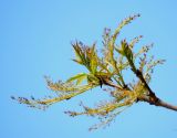 Fraxinus mandshurica