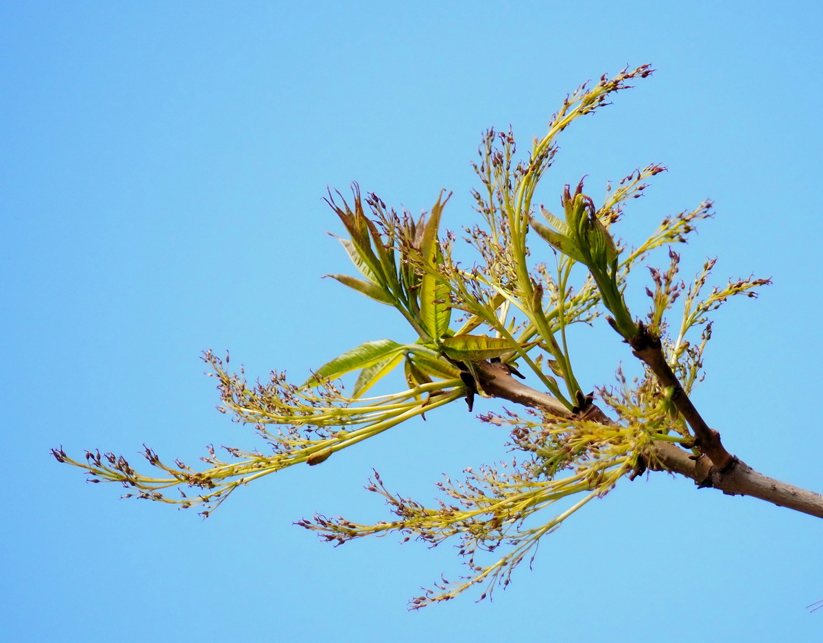 Изображение особи Fraxinus mandshurica.