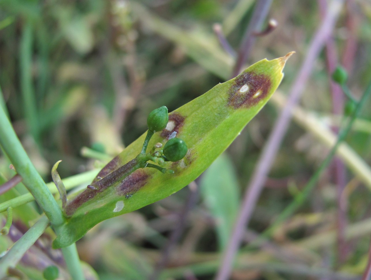 Изображение особи Calepina irregularis.