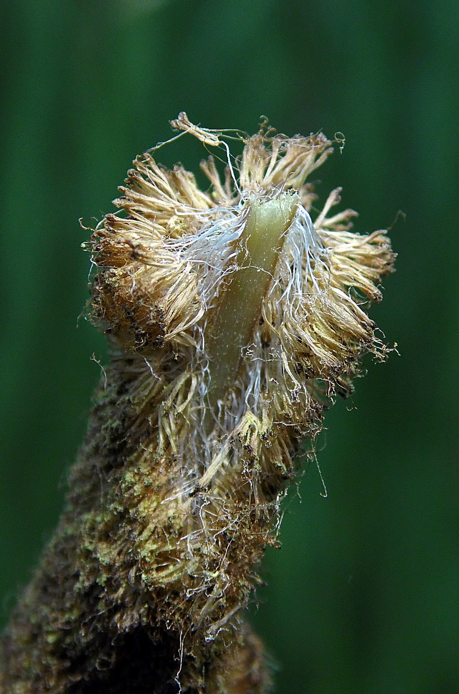 Изображение особи Typha angustifolia.