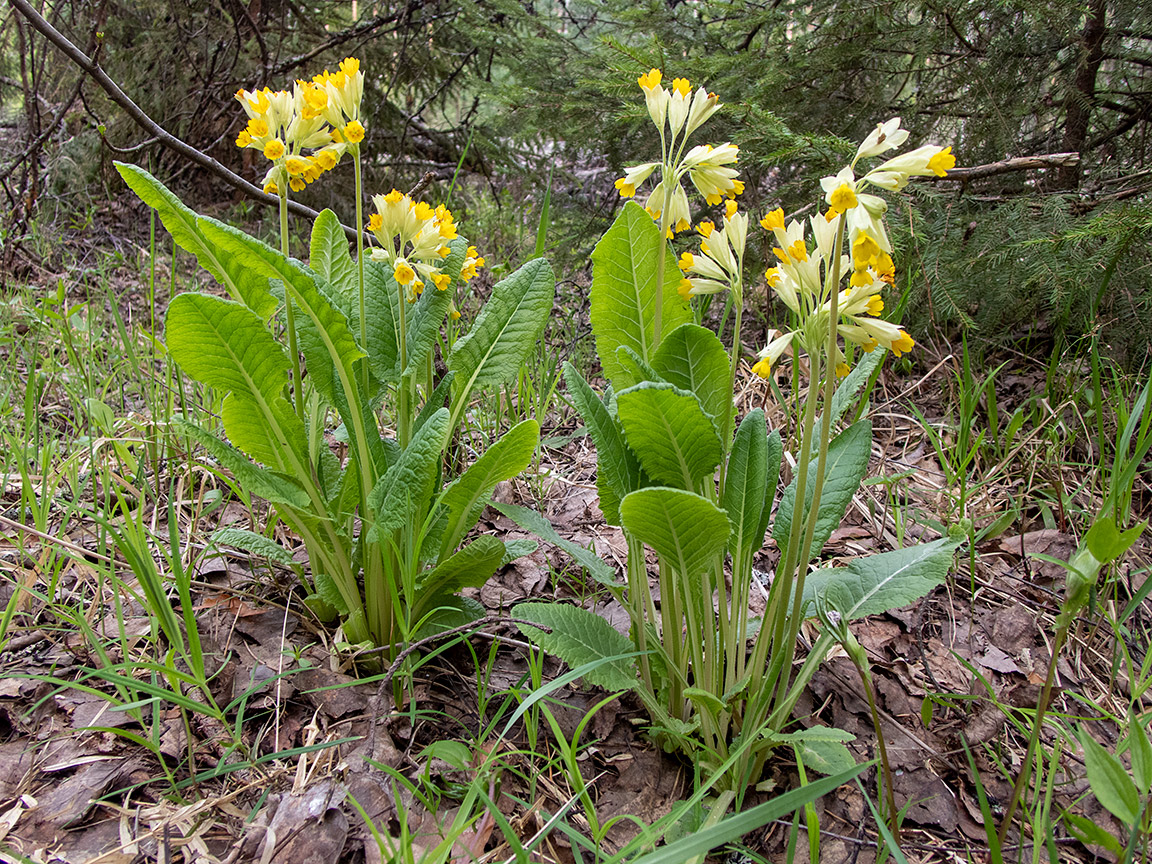 Изображение особи Primula macrocalyx.