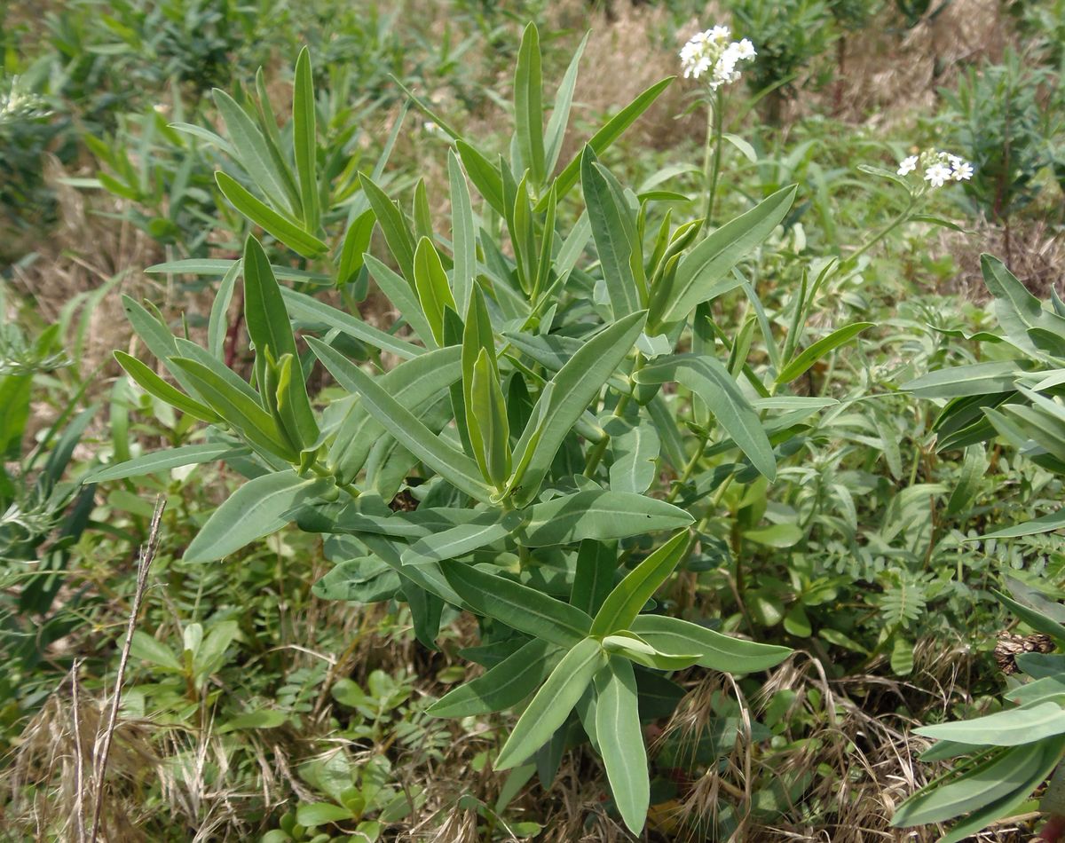 Image of Euphorbia agraria specimen.