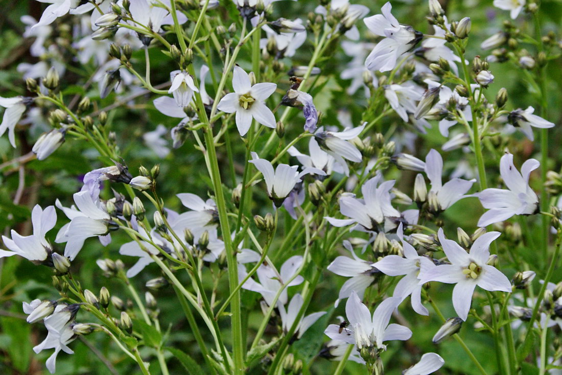 Image of Gadellia lactiflora specimen.