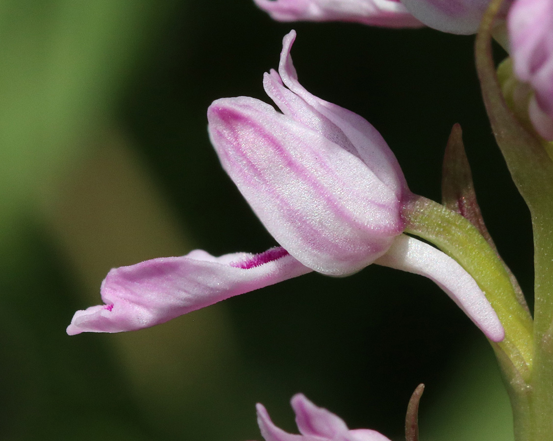 Image of Dactylorhiza iberica specimen.