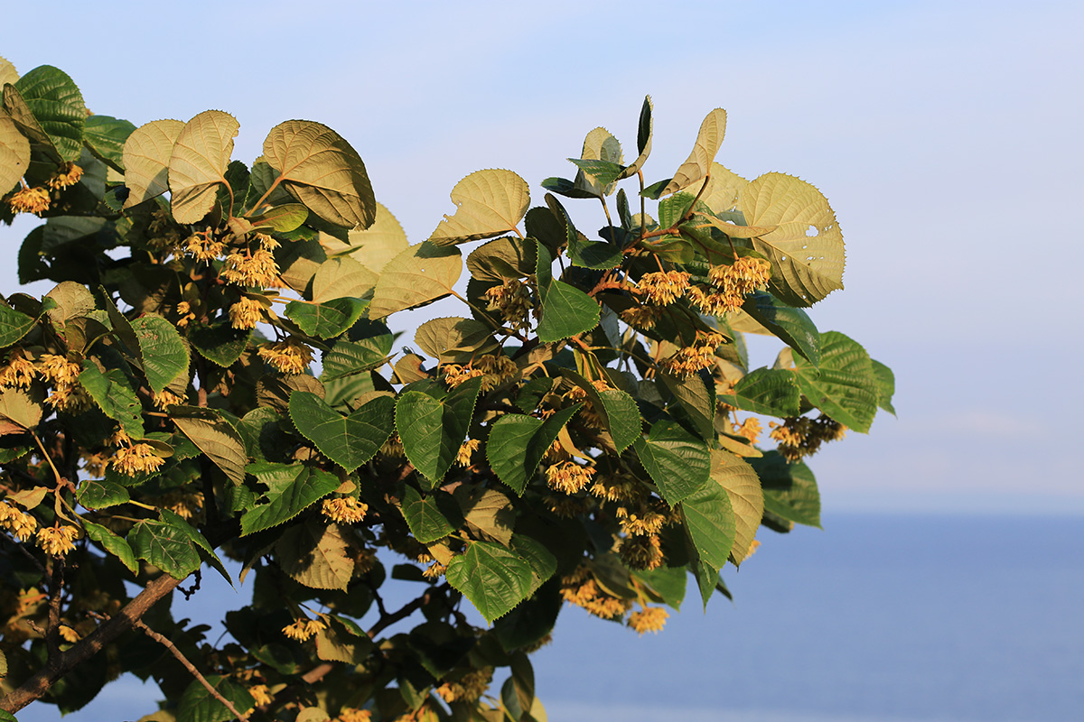 Изображение особи Tilia mandshurica.