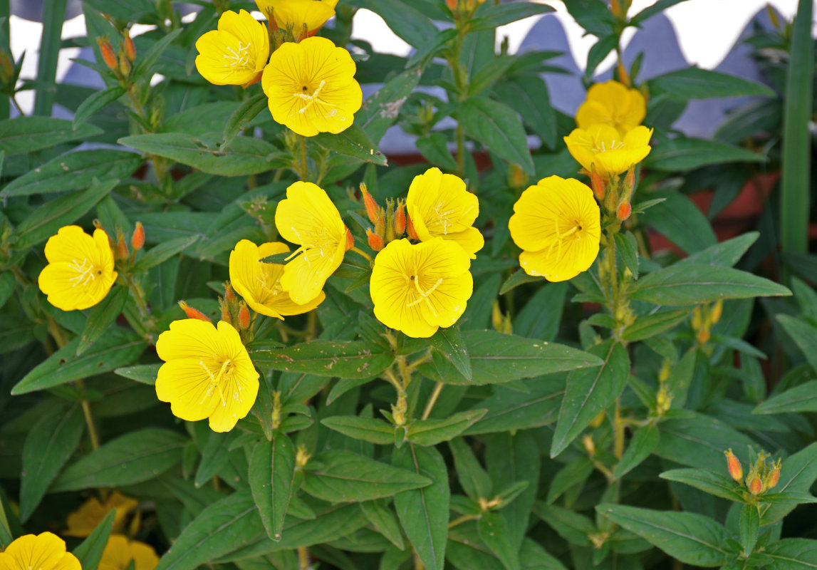 Image of Oenothera pilosella specimen.