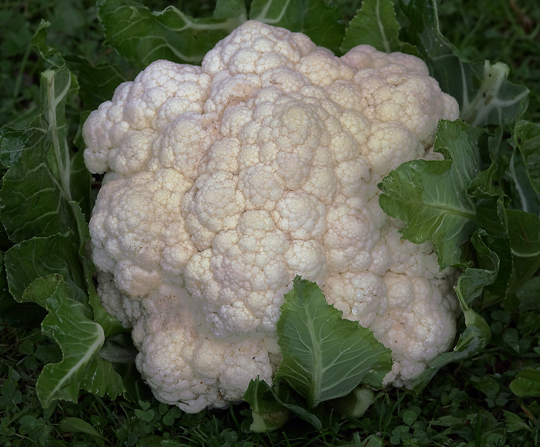 Image of Brassica oleracea var. botrytis specimen.