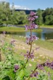 Salvia verticillata