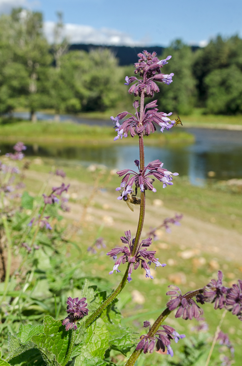 Изображение особи Salvia verticillata.