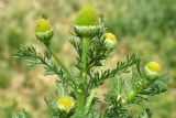 Matricaria discoidea. Верхушка побега с соцветиями. Узбекистан, Андижанская обл., Кургантепинский р-н, Ферганская долина, Ферганский хр., между орошаемыми полями и предгорьями к северо-востоку от г. Ханабад. 06.05.2018.