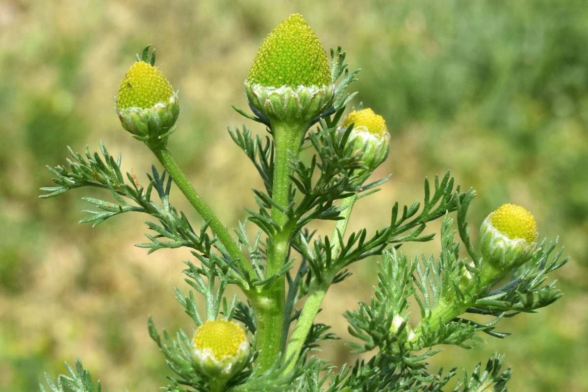 Изображение особи Matricaria discoidea.