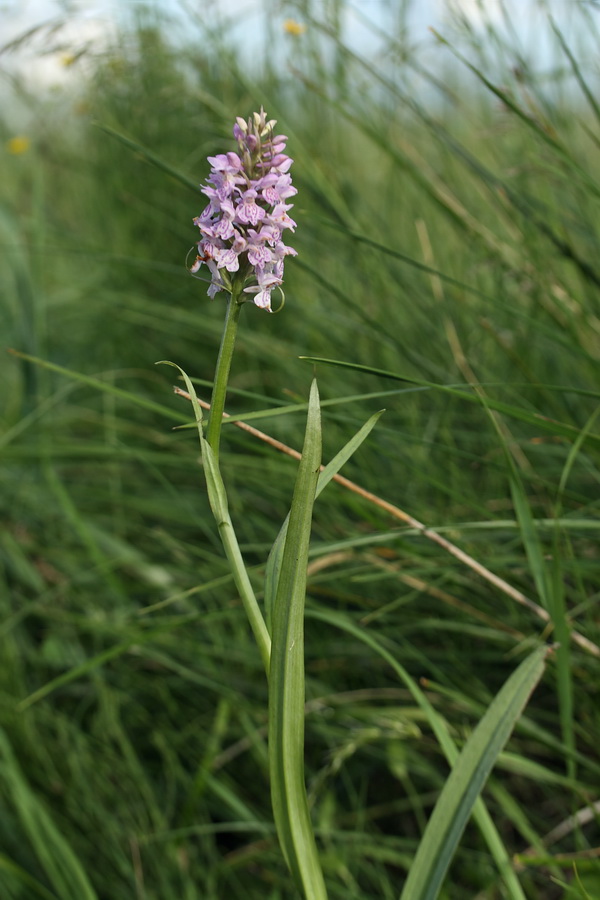 Image of Dactylorhiza baltica specimen.