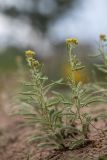 Achillea leptophylla