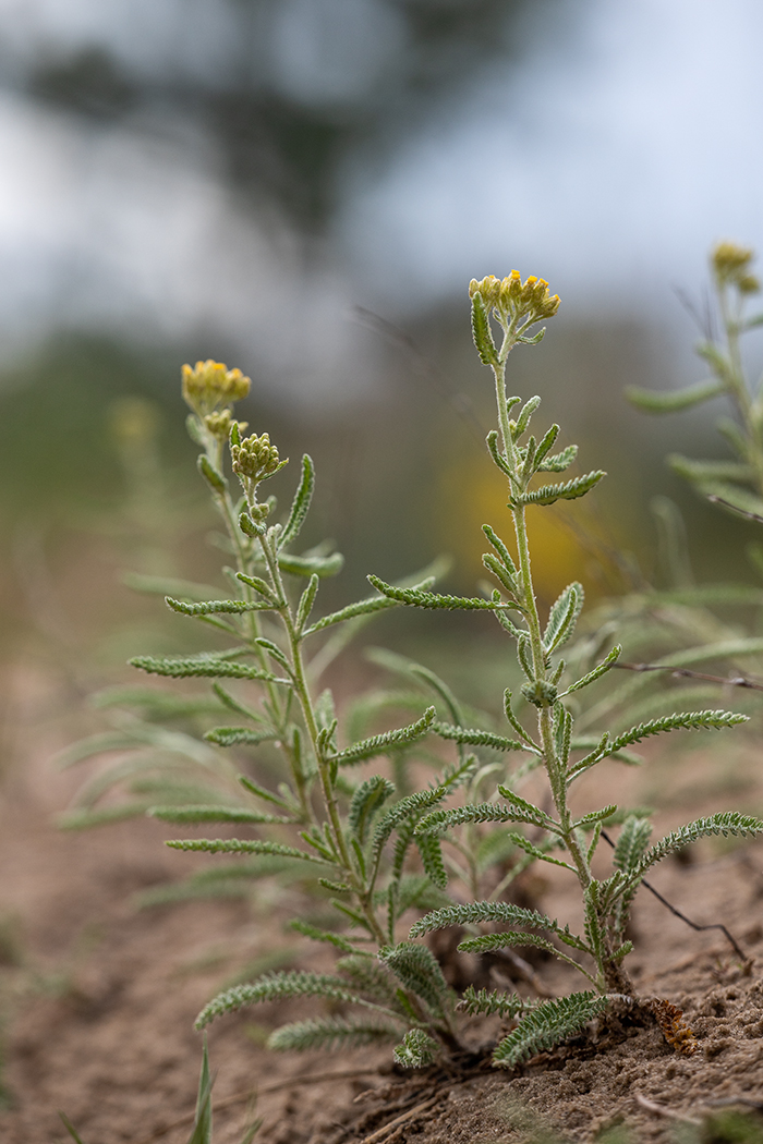 Image of Achillea leptophylla specimen.
