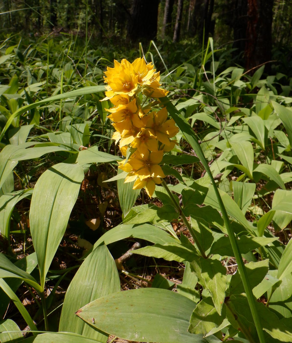 Image of Lysimachia punctata specimen.