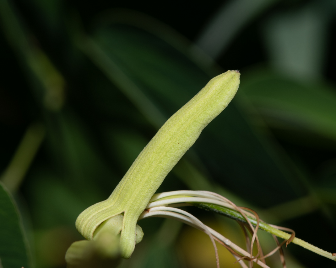 Изображение особи Bauhinia bowkeri.