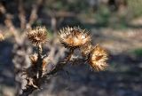 Onopordum acanthium. Верхушка сухого побега с соплодиями. Астраханская обл., Лиманский р-н, окр. с. Воскресеновка, берег ерика Семёновский банк, окраина рощи из Elaeagnus angustifolia. 20.08.2020.