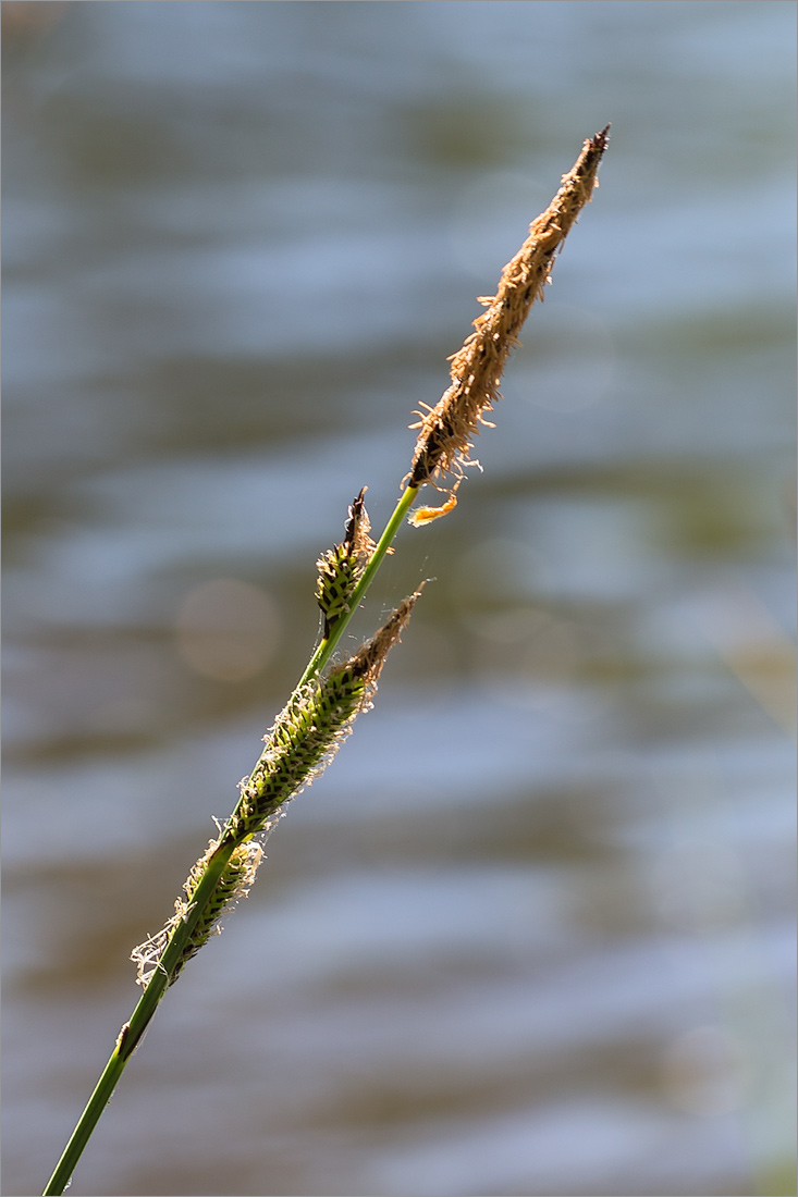 Image of Carex elata specimen.